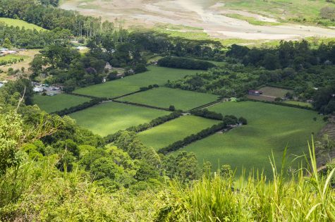 hermoso-campo-verde-del-campo-costarricense hermoso-campo-verde-del-campo-costarricense